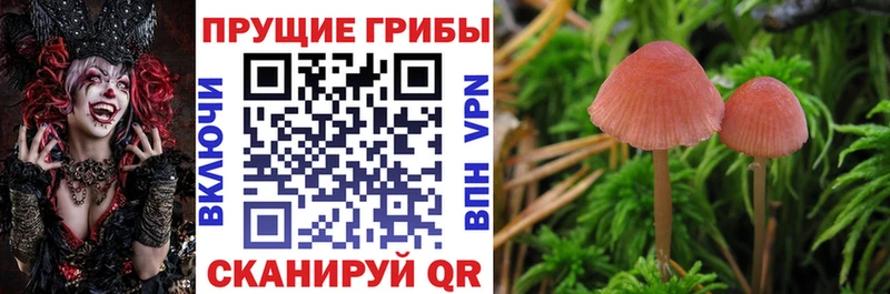 Галлюциногенные грибы Psilocybe MEGA как зайти Котово